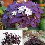 453409442_2828508130658983_1026055569557239799_n