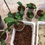 Uzgoj-i-njega-orhideja-njega-listova-orhideja