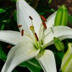 flower-1955148-1280-1-880×495