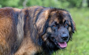 Ovo je najstarija srpska vrsta pasa: Veruje se da čuva kuću od svakog zla i da nam ga je sam Bog dao da nas štiti