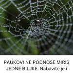Evo kako da dinstate luk,a da ne usmrdite celu kućuTAJNU OTKRIVA čuveni kuvar (41)
