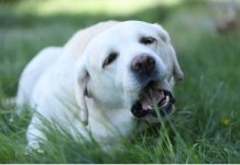 AKO STE MISLILI DA PAS JEDE TRAVU ZBOG PROBLEMA SA STOMAKOM PREVARILI STE SE: EVO šta je prava istina, morate znati