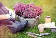 Šta se ne radi u bašti u martu? Ove greške mnogi prave, a zbog njih biljke stradaju i nema im oporavka