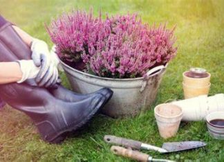 Šta se ne radi u bašti u martu? Ove greške mnogi prave, a zbog njih biljke stradaju i nema im oporavka