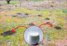 Za nedelju dana paradajz ima stabljiku deblju od malog prsta! Zalijevam ga OVOM smjesom..