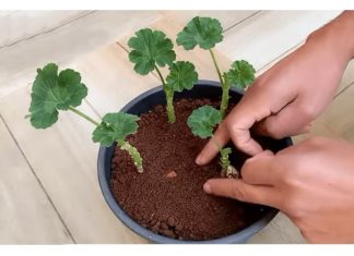 Uzgajivač je otkrio tajni trik koji jamči ukorjenjivanje MUSKATLI: Zahvaljujući ovoj metodi, dobivate SNAŽNE biljke potpuno besplatno (VIDEO)