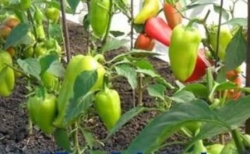 Primjenom ove otopine na paprici, krastavcu i rajčici znatno ćete povećati njihovu rodnost: služi kao izuzetan prirodni dodatak prehrani.