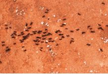 Od pamtivijeka se vjeruje da mravi najavljuju događaje: Evo kada upućuju na nesreću