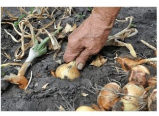 Nemojte zaboraviti krajem MAJA bitno gnojivo za luk- EVO KAKO DA SE SPREMITE ZA NAJVEĆU BERBU IKADA