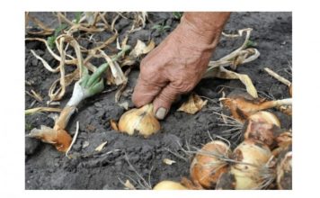 Nemojte zaboraviti krajem MAJA bitno gnojivo za luk- EVO KAKO DA SE SPREMITE ZA NAJVEĆU BERBU IKADA