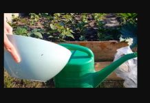 Njime zalijevajte paradajz, krastavce i jagode u MAJU: Nema boljeg đubriva! (VIDEO)