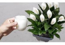 Samo sipajte u saksiju i nećete prepoznati svoj SPATIFILIUM: Eksplozija cvijeća kakvu još niste vidjeli!