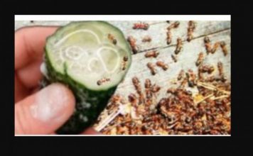 MRAVI SE NE VRAĆAJU PO NEKOLIKO GODINA! Riješite se mrava i lisnih uši brzo zauvijek, 100% učinkovito!