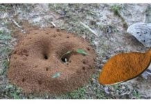 1 žlica je dovoljna da mrave otjeram iz mog vrta: Najlakši način da ih otjeram iz mog dvorišta i terase!