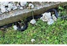 Ovo je prah od kojeg gmizavci beže, pospite ga oko kuće i ne brinite – 1 korak koji treba da uradite ako vas ujede zmija!