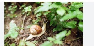 IMATE PROBLEME SA PUŽEVIMA U BAŠTI? EVO KAKO DA IH SE ZAUVIJEK RIJEŠITE: Stručnjaci otkrili TRIK, treba vam 1 stvar