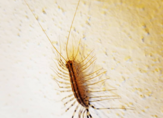 Ako ugledate ovu JEZIVU STONOGU u kući – nikako ne radite OVO: Izgleda kao vanzemaljac, ali ukazuje na problem