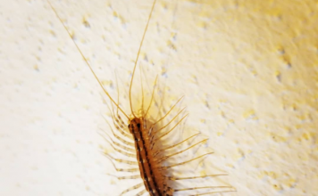 Ako ugledate ovu JEZIVU STONOGU u kući – nikako ne radite OVO: Izgleda kao vanzemaljac, ali ukazuje na problem