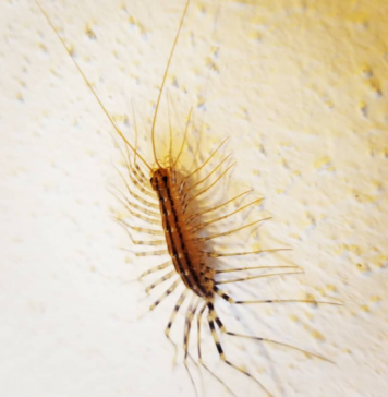 Ako ugledate ovu JEZIVU STONOGU u kući – nikako ne radite OVO: Izgleda kao vanzemaljac, ali ukazuje na problem