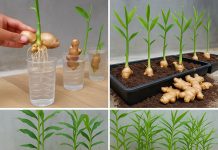 Evo kako da uzgojite đumbir kod kuće i obezbedite zalihu za celu porodicu tokom cele godine