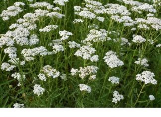 BOESENCIJALNA BILJA ZA SVAKO KUĆANSTVO: Ova izvanredna biljka posjeduje ljekovita svojstva koja se protežu od oralnog zdravlja do debelog crijeva i potiče regeneraciju želučane sluznice.