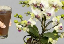 Izlio sam šalicu do korijena! 0DMAH Orhideje cvjetaju tijekom cijele godine na ovaj jednostavan način.