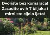 Postignite dvorište bez komaraca uključivanjem ovih sedam biljaka, osiguravajući mirno i ugodno ljetno iskustvo.