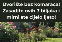 Postignite dvorište bez komaraca uključivanjem ovih sedam biljaka, osiguravajući mirno i ugodno ljetno iskustvo.