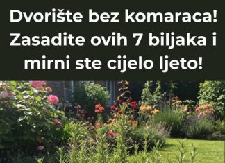 Postignite dvorište bez komaraca uključivanjem ovih sedam biljaka, osiguravajući mirno i ugodno ljetno iskustvo.