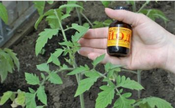 Samo NEKOLIKO kapi ubija plamenjaču paradajza: Više cvjeta, plodovi brže sazrijevaju