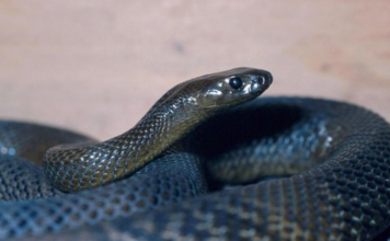 OVU ZMIJU SRBI ZOVU ČUVARKUĆA, IZLAZI SAMO U JEDNOM SLUČAJU: Zaledićete se kada čujete razlog njenog pojavljivanja