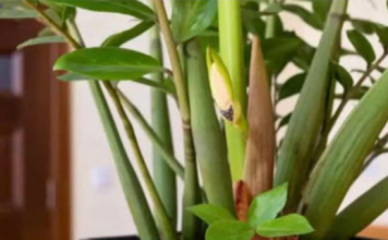 Jeste li znali da ZAMIOKULKAS može cvjetati? Samo mu trebate dati ovu prehranu!