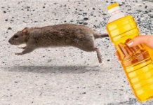 Slijedite OVU proceduru – Nekoliko kapi ovog proizvoda će vam pomoći da TRAJNO otjerate miševe iz kuće!