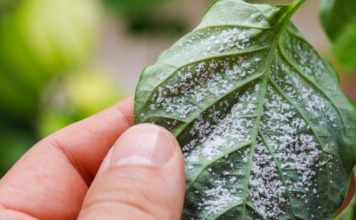 Obična Coca-Cola ubija lisne uši bolje od hemikalija: Samo uradite ovo s njom i NESTALE SU IZ DVORIŠTA ZA TREN OKA!