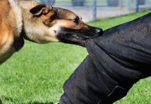 Ako vas napadne krvoločan pas, uradite ovo: PRESTAĆE ODMAH, AKO IZGOVORITE OVU RIJEČ