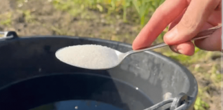 1 kašičica u kanti vode i sve u vrtu daje maksimalni prinos: SADA mogu prodati urod!
