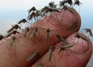 SAMO KAP, KOMARCI NESTAJU U TRENUTKU! Komarci mrze ove mirise. Djeluju i u zatvorenom i na otvorenom!