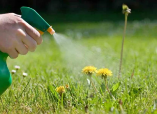 Trikovi profesionalaca za lijep vrt: Korova se riješite octom, a belim lukom nametnika