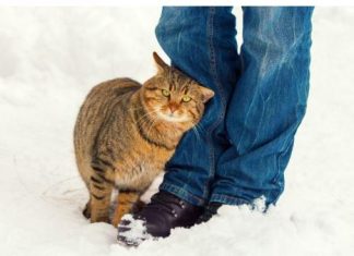 Zašto se mačka trlja o noge svog vlasnika? Mnogi pogrešno tumače to ponašanje,a ustavri ona vam nešto važno poručuje….