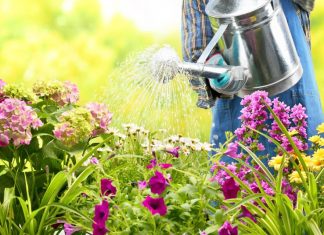 Kada je bolje zalivati cveće tokom vrućina – ujutru ili uveče? Samo ovako je ispravno, a mnogi prave veliku grešku