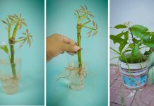 Ne bacajte buket ruža! Evo kako da iz njega uzgojite vlastiti grm ruža