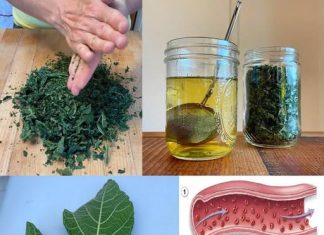 Lišće smokve – vaše skriveno blago za koje malo ljudi zna, ali vam može promijeniti život! 🌿✨