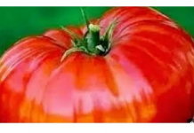 Da bi IMALI krupan i ukusan paradajz ovo povrće sadite uz njega..