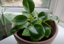 Dodajte malu količinu ovog sastojka u posudu i vaše će sobne biljke napredovati kao nikada prije: RAST ĆE KAO LUDE!