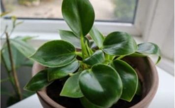 Dodajte malu količinu ovog sastojka u posudu i vaše će sobne biljke napredovati kao nikada prije: RAST ĆE KAO LUDE!