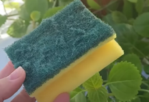 Nikada ne bacajte stari sunđer: Kada vidite čemu služi čuvat ćete ga kao oči u glavi!!TRIK KOJI JE OBIŠAO CIJELI SVIJET!!!!