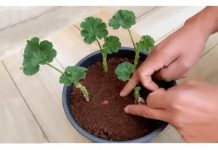 Uzgajivač je otkrio tajni trik koji jamči ukorjenjivanje MUSKATLI: Zahvaljujući ovoj metodi, dobivate SNAŽNE biljke potpuno besplatno (VIDEO)