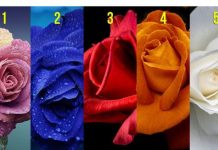 Test podsvesti: Odaberite jednu ružu i saznajte šta vas vodi u životu, a šta krijete od drugih