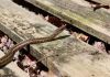 Ako vas ujede zmija, ovo je prvo što morate odmah uraditi: Svi prave vrlo opasnu grešku koja može biti kobna, samo uz ovu namirnicu ćete ih oterati iz dvorišta