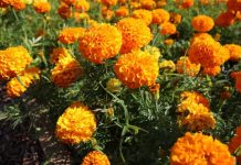 NIJE SAMO UKRAS VEĆ I JAKO DOBAR LIJEK: Ovo Cvijeće Imate Svi, A Niste Imali Pojma Koje Sve Bolesti Liječi